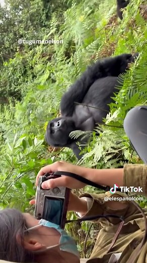 Gorila posa como modelo en Uganda: encuentro sorprendente