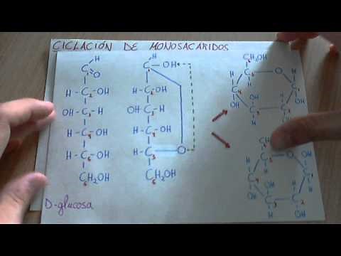 Ciclación de monosacáridos