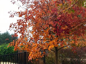 1K views · 58 reactions | The unique leaves of our native Sassafras Tree are mitten shaped or three-lobe shaped and turn brilliant shades of yellow, deep orange, scarlet, and purple in the fall. This Alabama native provides food for our birds and pollinators in addition to being used medicinally for thousands of years. | Delano Park Conservancy | Facebook