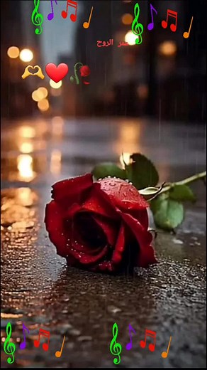 Vidéos de Omar (@omar123omar44) avec son original - cheb yacine lmignon