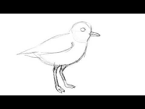 How to Draw a Piping Plover