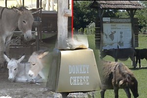 Most expensive cheese is Serbian! Donkey milk cheese costs 1,000 euros per kilogram