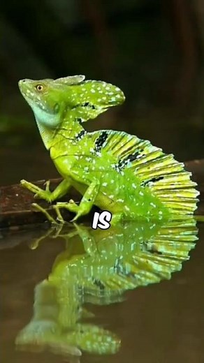The Green Basilisk: The Lizard That Runs on Water! #animallife #facts