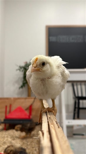 Chick grit helps chicks with digestion, which they don’t need unless they’re eating treats or scraps or anything other than their starter feed (which I don’t offer until they’re about 3-4 weeks). #chickensofinstagram #raisingchickens #babychicks | The Chicken School