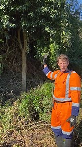 7K views · 60 reactions | Do you have privet on your property? Want to control it effectively? Dave has some tips for you! More privet information and Dave's longer tutorial is here: www.boprc.govt.nz/environment/pests/pest-plants/shrubs-and-trees/tree-privet | Toi Moana Bay of Plenty Regional Council | Facebook