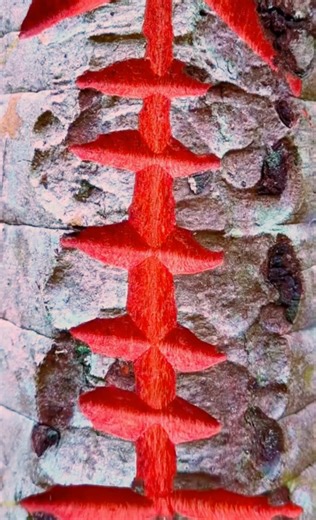 Amazing Red Color Inside Tree 🌳 | Unbelievable Nature Secret in world 🤙 #natureworld #wood