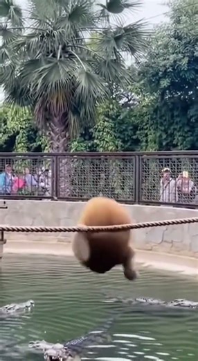 Monkeys pulling off acrobatics in a croc pool!