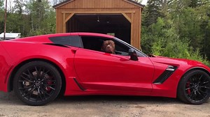 HULKS RIDES 📸🗣😳 exotic muscle tuner 🤯 | DarkDynastyK9s
