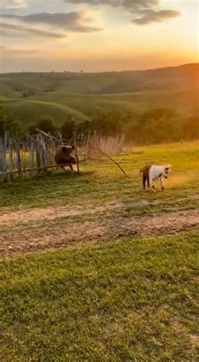 313K views · 3.4K reactions | A **horse** and a **goat** become **friends** out on the **farm**! This **animal video** features these **funny** animals enjoying their time together. It's a classic **animal** friendship! | Rescue Stories | Facebook