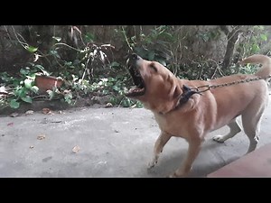 Labrador Dog Barking in Slow Motion
