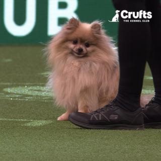 271K views · 4.9K reactions | Bear the #pomeranian taking on rescue agility at #Crufts2024 | Crufts | Facebook
