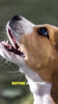 The PERFECT Family Dog for 2025? 🐶 Top 10 Breeds RANKED! (You'll NEVER Guess #1) #shorts
