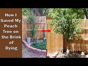 How I Saved My Peach Tree On The Brink Of Dying