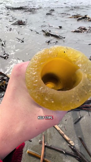Bull Kelp is so fun! I love finding it washed up on the beach. You can pickle the stipe (stem, basically) if you find some fresh enough. Port Orford, Oregon #kelp #bullkelp #oregon