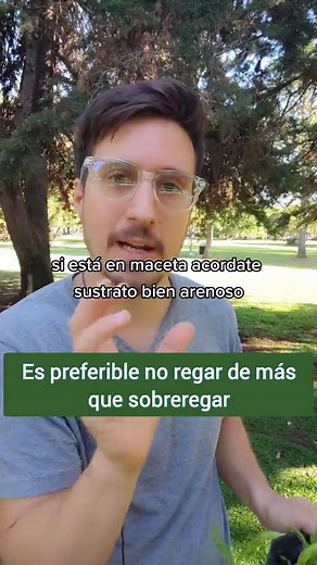 Beneficios de la Carqueja: Planta Medicinal Esencial