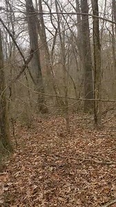 13K views · 213 reactions | The Swamp Rabbit gained the opportunity to navigate the water and head directly down, monitoring the beagles as they corrected their path. | Catron's Kennel | Facebook