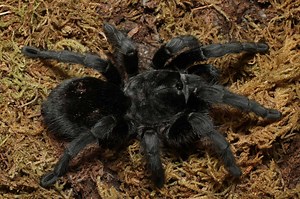 Brazilian Black Tarantula