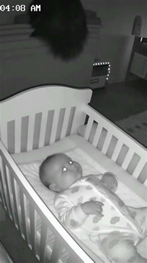 “Late Night Home Monitor | Silent Footage” #babycrib #dogshorts #babyshorts #viral video