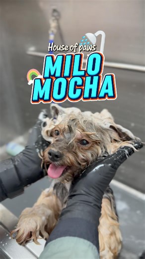 It’s bath time for Mocha & Milo 🐶 two little hearts sharing bubbles, splashes, and smiles. Fresh, fluffy, and full of love 💕🐶🫧 สอบถามรายละเอียดเพิ่มเติม 📍 นาคนิวาส37 แยก 1-3 ⏰ Open Daily / 9:00 - 19:00น. 📞Tel.092-698-6632 📲 Line : @houseofpaws (มี@) #HouseOfPaws #DogHotel #LuxuryDogHotel #Grooming #DogSpa #DogDayCare #โรงแรมสุนัขเลียบด่วน #อาบน้ำสุนัขเลียบด่วน | House Of Paws