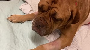 15K views · 2.6K reactions | Laura sent me this update about Cleo,...