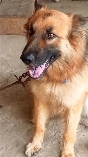 big agressive dog barking video #dogvideos #puppy #dogsound #germanshepherd