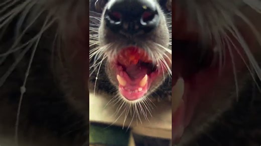 Binturong ASMR session delights with playful sounds