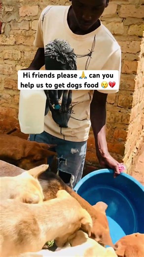 Vest our Donorbox in bio to donate anything you can for dogs food friends any donation matters