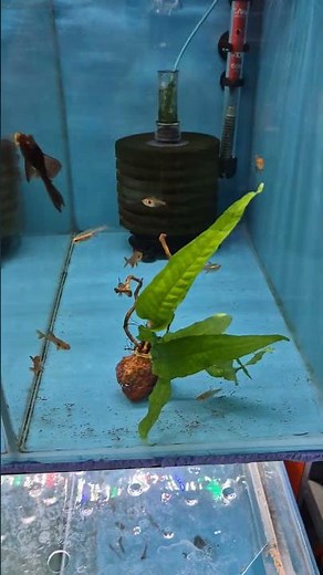 Java Fern (Microsorum Windelov) \rJava Fern (Microsorum Pteropıs) [Large] Anubias Barteri Broad Leaf