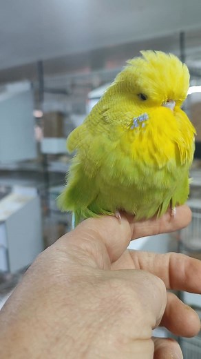 Paul Stannard on Reels