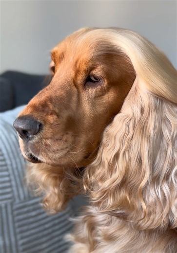 side eye king #englishcockerspaniel #fyp | english cocker spaniel