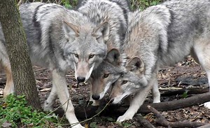 2.3K reactions · 2K shares | A part-wolf, part-coyote hybrid has evolved right under our noses. | RYOT | Facebook