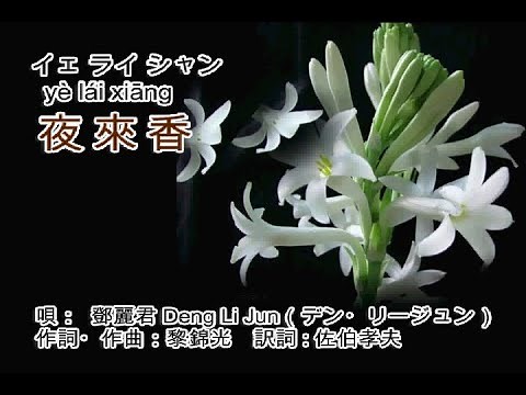 夜來香 イェ ライ シャン Ye lai xiang 鄧麗君 テレサ・テン Teresa Teng