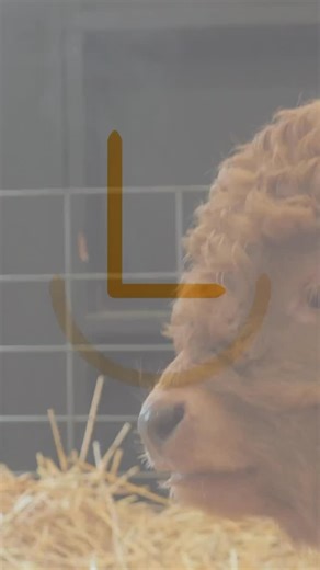 Rocking L Miniature Cattle on Instagram: "Our Tiny Highlands keep tearing down walls — changing families’ lives and proving sustainability and dreams can turn into reality. Proud of the trust we’ve earned and the bold, non‑speculative program we run. Steers for sale and new calves coming next week. DM Our Nashville based sales team @ajannakos / @katjannakoss , or visit microminicattle.com. From all of us at Rocking L Ranch — to all y’all wrangling the ice storm, stay warm, take care of each othe