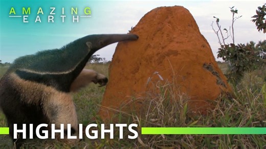 Amazing Earth: Giant Anteater's Wild Hunt for Termites