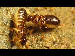Macrotermes sp. (Macrotermes malaccensis?)