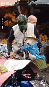 1.6M views · 8.8K shares | "Saw this elderly man protecting his dog from the rain"  | UNILAD | Facebook