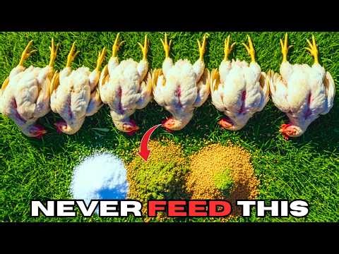 7 Chicken Diseases Amish Flocks Never Get — And the Free Plants That Prevent Them