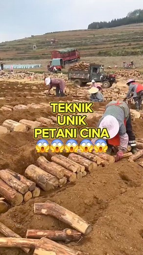 165K views · 950 reactions | Teknik unik petani cina ahli #petani #petanicina #petanimuda #kompos #jaban_media #petaniahli #inovasi #kebun #bertani #petanimilenial #unik | JABAN MEDIA Edukasi | Facebook