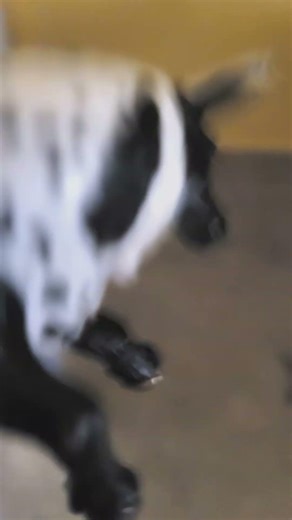 #memes #explosion #comedy #funny #military #horse