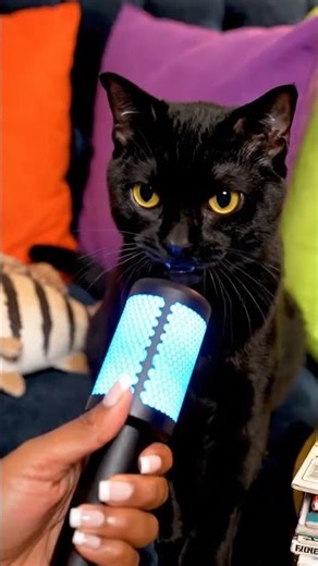Black Cat Raps with Mic, Comic Book & Plush Fish! 🎤🐱🐟