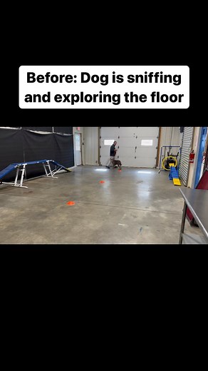 2.2K views · 66 reactions | We can’t be afraid to put in the work and repeat the process over and over again. Since dogs don’t speak English and we don’t speak dog, we have to repeat patterns in order for both species ti understand what is expected from one another. | Vermont Dog Trainer | Facebook