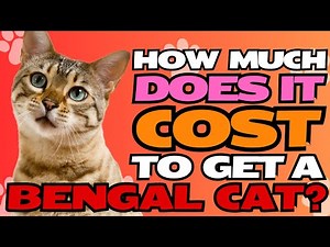How Much Does It Cost to Get a Bengal Cat?🐱💲