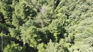 Fly with drone on dense forest. Broad-leaved and coniferous mixed woods. Large jungle woodland trees. Tilt tilting up flying camera movement. Taiga pine fir alaska beech siberia mountain mountains sky