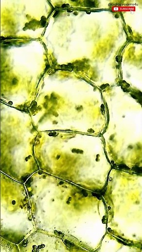 Plant cells under Microscope 🔬 #biologyexams4u