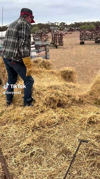dorpers on TikTok