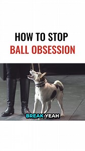 How do you stop a dog from obsessing over a ball? 🐕💡 In this episode, I explain why fixation happens, how it affects a dog’s state of mind, and how to calm that energy through leadership, redirection, and structure. 👉 Watch more videos like this on my YouTube channel! ¿Cómo evitas que un perro se obsesione con una pelota? En este episodio, explico por qué ocurre la fijación, cómo afecta el estado mental del perro y cómo llevar esa energía a la calma a través a del liderazgo, la redirección y 