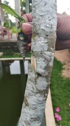 💥cleft grafting technique#sorts#grafting#plants #diy