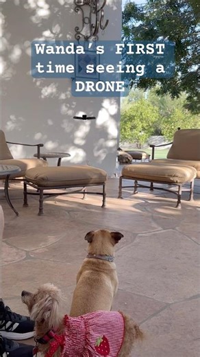 Another first experience for Wanda #scottsdaledogs #puglife #whimsicalwandacazz #drone