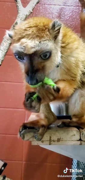 Blue-eyed black lemurs usually eat fruits, vegetables, and flowers. Usually. 🐛 #itslikeareward #snacktime #lemur #animals