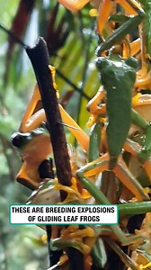 73K views · 861 reactions | That's one froggy tree!  | Furry Tails | Facebook